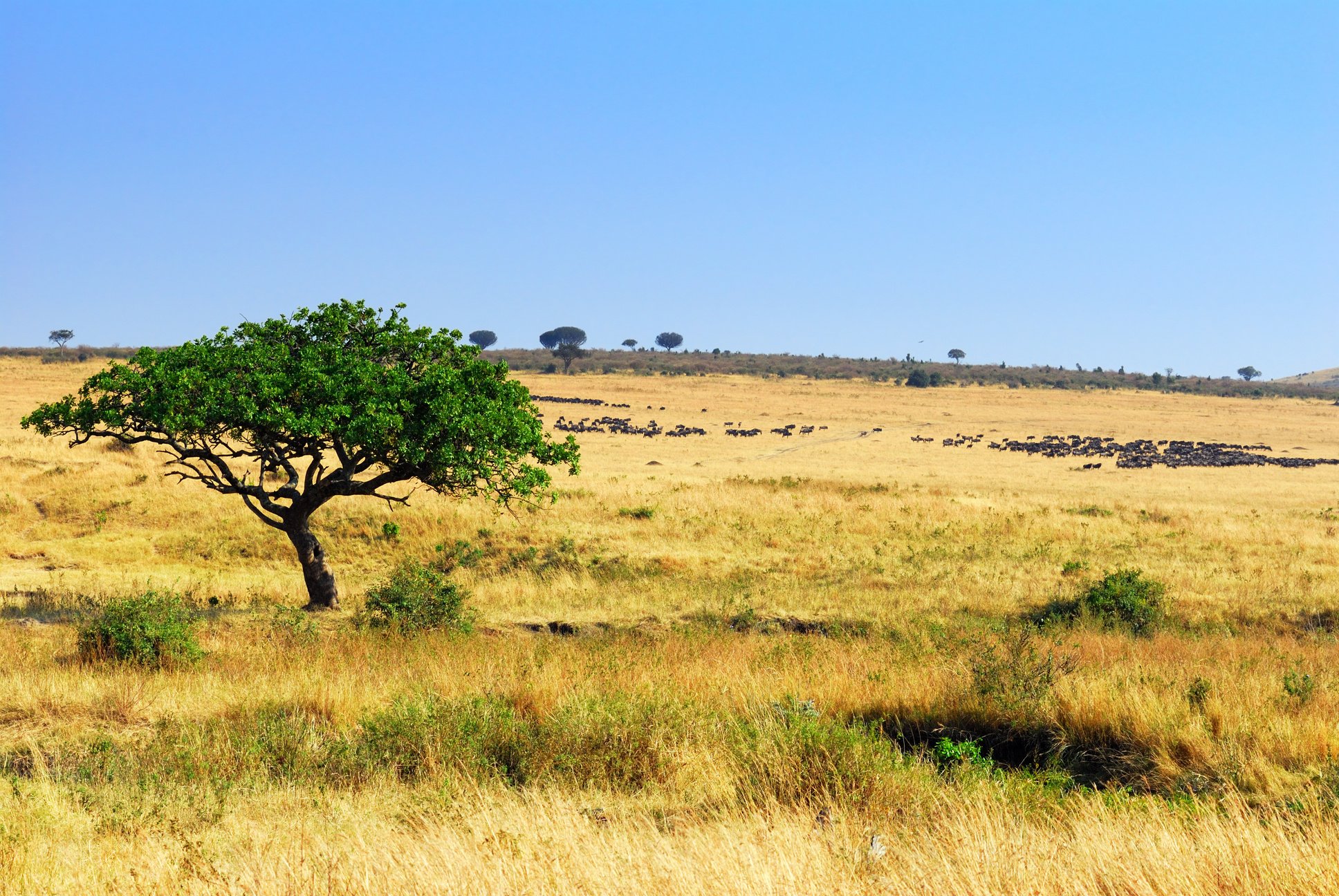 African savannah